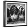 Expensive Little Chinese Dogs Shih Tzus Once Owned Only by Royalty-Yale Joel-Framed Photographic Print