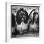 Expensive Little Chinese Dogs Shih Tzus Once Owned Only by Royalty-Yale Joel-Framed Photographic Print