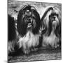 Expensive Little Chinese Dogs Shih Tzus Once Owned Only by Royalty-Yale Joel-Mounted Photographic Print