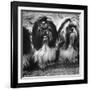 Expensive Little Chinese Dogs Shih Tzus Once Owned Only by Royalty-Yale Joel-Framed Photographic Print