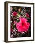 Experience the Beauty and Benefits of Hibiscus Chinese-Muhammad Shahbaz Shafi Muhammad Shafi-Framed Photographic Print