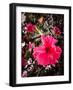 Experience the Beauty and Benefits of Hibiscus Chinese-Muhammad Shahbaz Shafi Muhammad Shafi-Framed Photographic Print