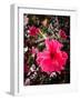 Experience the Beauty and Benefits of Hibiscus Chinese-Muhammad Shahbaz Shafi Muhammad Shafi-Framed Photographic Print