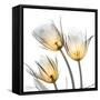 Explosive Growth 2-Albert Koetsier-Framed Stretched Canvas