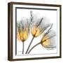 Explosive Growth-Albert Koetsier-Framed Art Print