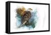 Expressions Bald Eagle-Jai Johnson-Framed Stretched Canvas