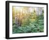 Exquisite Forest-Mikael Svensson-Framed Giclee Print