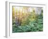 Exquisite Forest-Mikael Svensson-Framed Giclee Print