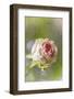 Exquisite Pink-Viviane Fedieu Daniel-Framed Photographic Print