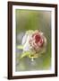 Exquisite Pink-Viviane Fedieu Daniel-Framed Photographic Print