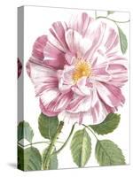 Exquisite Rose-The Vintage Collection-Stretched Canvas