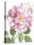 Exquisite Rose-The Vintage Collection-Stretched Canvas