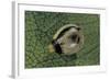 Extatosoma Tiaratum (Giant Prickly Stick Insect) - Egg-Paul Starosta-Framed Photographic Print