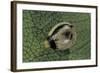 Extatosoma Tiaratum (Giant Prickly Stick Insect) - Egg-Paul Starosta-Framed Photographic Print