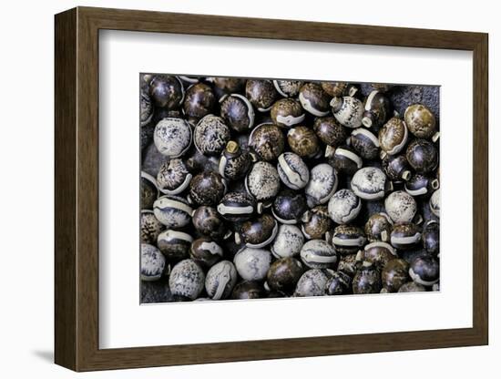 Extatosoma Tiaratum (Giant Prickly Stick Insect) - Eggs-Paul Starosta-Framed Photographic Print