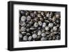 Extatosoma Tiaratum (Giant Prickly Stick Insect) - Eggs-Paul Starosta-Framed Photographic Print