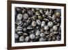 Extatosoma Tiaratum (Giant Prickly Stick Insect) - Eggs-Paul Starosta-Framed Photographic Print