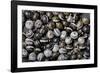 Extatosoma Tiaratum (Giant Prickly Stick Insect) - Eggs-Paul Starosta-Framed Photographic Print