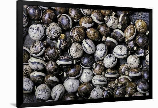 Extatosoma Tiaratum (Giant Prickly Stick Insect) - Eggs-Paul Starosta-Framed Photographic Print