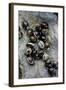 Extatosoma Tiaratum (Giant Prickly Stick Insect) - Eggs-Paul Starosta-Framed Photographic Print