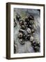 Extatosoma Tiaratum (Giant Prickly Stick Insect) - Eggs-Paul Starosta-Framed Photographic Print