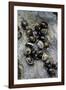 Extatosoma Tiaratum (Giant Prickly Stick Insect) - Eggs-Paul Starosta-Framed Photographic Print