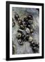 Extatosoma Tiaratum (Giant Prickly Stick Insect) - Eggs-Paul Starosta-Framed Photographic Print