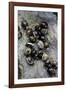 Extatosoma Tiaratum (Giant Prickly Stick Insect) - Eggs-Paul Starosta-Framed Photographic Print