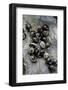 Extatosoma Tiaratum (Giant Prickly Stick Insect) - Eggs-Paul Starosta-Framed Photographic Print