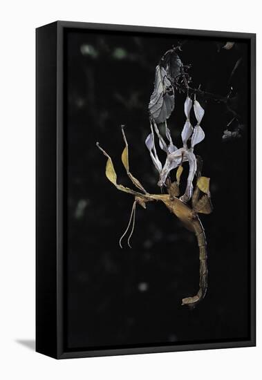 Extatosoma Tiaratum (Giant Prickly Stick Insect) - Emerging-Paul Starosta-Framed Stretched Canvas