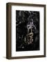 Extatosoma Tiaratum (Giant Prickly Stick Insect) - Emerging-Paul Starosta-Framed Photographic Print