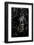 Extatosoma Tiaratum (Giant Prickly Stick Insect) - Emerging-Paul Starosta-Framed Photographic Print