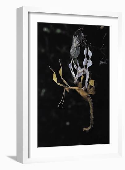 Extatosoma Tiaratum (Giant Prickly Stick Insect) - Emerging-Paul Starosta-Framed Photographic Print