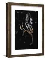 Extatosoma Tiaratum (Giant Prickly Stick Insect) - Emerging-Paul Starosta-Framed Photographic Print