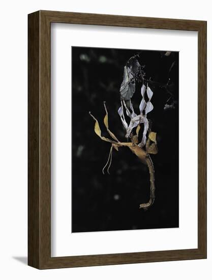 Extatosoma Tiaratum (Giant Prickly Stick Insect) - Emerging-Paul Starosta-Framed Photographic Print
