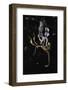 Extatosoma Tiaratum (Giant Prickly Stick Insect) - Emerging-Paul Starosta-Framed Photographic Print