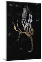 Extatosoma Tiaratum (Giant Prickly Stick Insect) - Emerging-Paul Starosta-Mounted Photographic Print