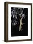 Extatosoma Tiaratum (Giant Prickly Stick Insect) - Emerging-Paul Starosta-Framed Photographic Print