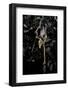 Extatosoma Tiaratum (Giant Prickly Stick Insect) - Emerging-Paul Starosta-Framed Photographic Print