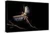 Extatosoma Tiaratum (Giant Prickly Stick Insect) - Flying Away-Paul Starosta-Stretched Canvas