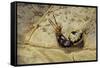 Extatosoma Tiaratum (Giant Prickly Stick Insect) - Hatching-Paul Starosta-Framed Stretched Canvas