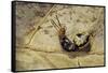 Extatosoma Tiaratum (Giant Prickly Stick Insect) - Hatching-Paul Starosta-Framed Stretched Canvas