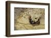 Extatosoma Tiaratum (Giant Prickly Stick Insect) - Hatching-Paul Starosta-Framed Photographic Print