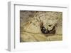 Extatosoma Tiaratum (Giant Prickly Stick Insect) - Hatching-Paul Starosta-Framed Photographic Print