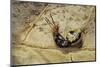 Extatosoma Tiaratum (Giant Prickly Stick Insect) - Hatching-Paul Starosta-Mounted Photographic Print