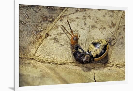 Extatosoma Tiaratum (Giant Prickly Stick Insect) - Hatching-Paul Starosta-Framed Photographic Print