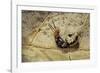 Extatosoma Tiaratum (Giant Prickly Stick Insect) - Hatching-Paul Starosta-Framed Photographic Print