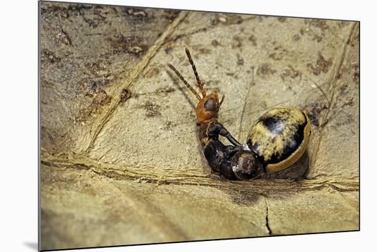 Extatosoma Tiaratum (Giant Prickly Stick Insect) - Hatching-Paul Starosta-Mounted Photographic Print