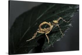 Extatosoma Tiaratum (Giant Prickly Stick Insect) - Larva-Paul Starosta-Stretched Canvas