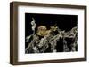 Extatosoma Tiaratum (Giant Prickly Stick Insect) - Larva-Paul Starosta-Framed Photographic Print